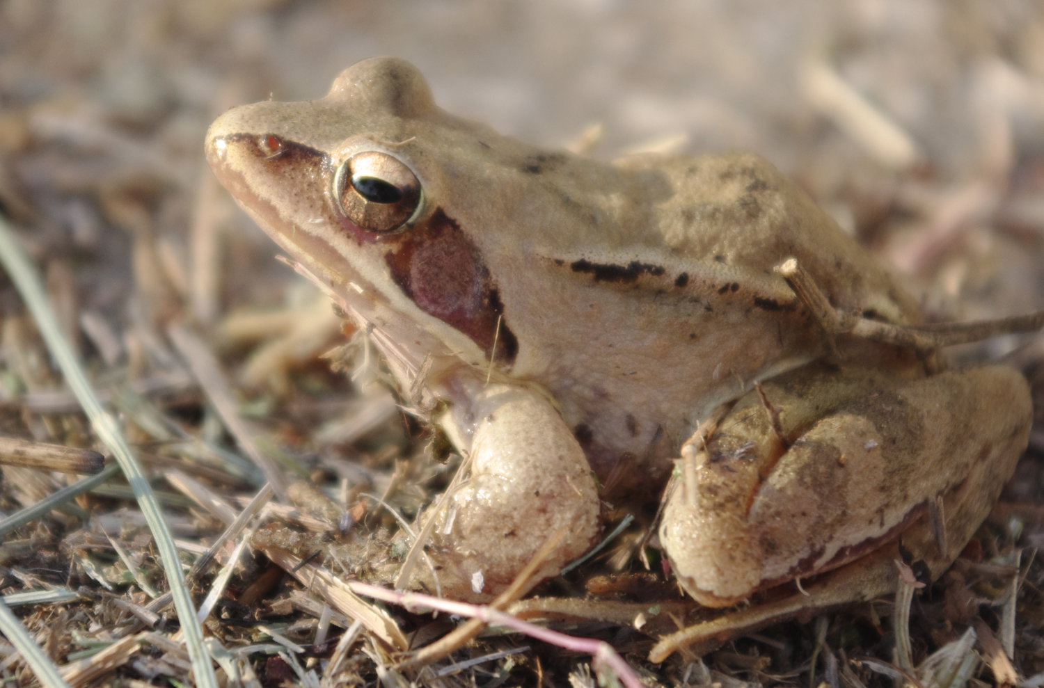 Rana dalmatina